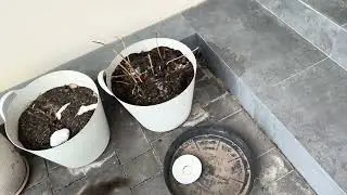 Що роблю з газоном взимку