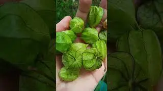 CANAP&Uacute; OU FHYLASI COMO VOC&Ecirc; CONHECE?25/03/25#frutadomato #frut&iacute;feras