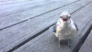 Baby Blue Jay Hand Feeding