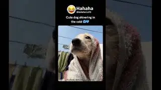 🐶 Cute dog shivering in the cold 🥶💙 #adorable