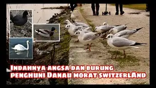 Indahnya para penghuni Lake Morat Switzerland