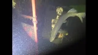 Reeuwijk Snoek in bus