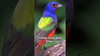 Painted Bunting - A Colorful Symphony of Nature #animals #birds  #nature #PaintedBunting
