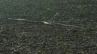 || Speed of Rat Snake || धामण सापाचा वेग || बळीराजा ||