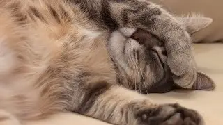 the science of cat sleeping patterns