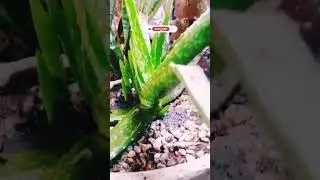 Aloe vera baby plants - aloe vera pups #shorts #viralvideo