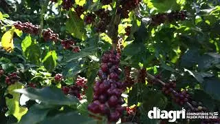 Resultados Finca Flor Amarilla/ JHill -  YaraMila HYDRAN