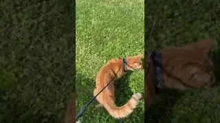 My Cat Marmalade Walking on a leash #shorts  #cat #must #must ￼