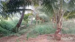 காரமடை சீலியூர் 4 ஏக்கர் தென்னந்தோப்பு ஏக்கர் 80 லட்சம் மட்டுமே 6383283437 
