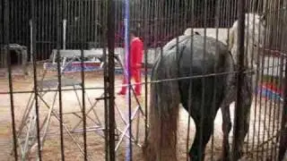El tigre sobre un caballo