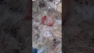 Белочка замёрзла, из-за гололёда и неурожая нечего было ей кушать?! #экопоселение #зима #мистика