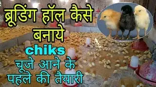 ब्रूडिंग हॉल कैसे बनाये ! बच्चे आने के पहले की तैयारी