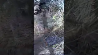 1st Baby Emerges & Mama Has To Protect!
