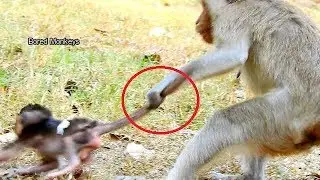 OMG! What happen wrong-why Duchess drag baby Duke's tail so hard like this,So Pity Duke hurt