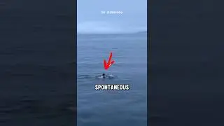 Man Rides Ice Floe to Extreme Edge&mdash;Then Takes a Life-Threatening Dive!😱 #funny #shorts