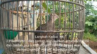 Tips Agar Ayam Hutan Muda  cepat Kokok  &  Birahi