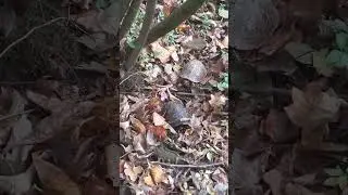 Can you see me?..medium level Where's Waldo #boxturtle #forest #turtle