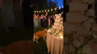 Dog Steals the Wedding Cake Bite!