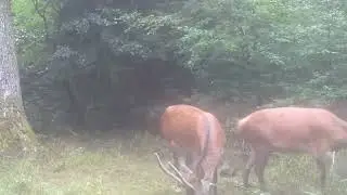 Une clairière bien frequentée