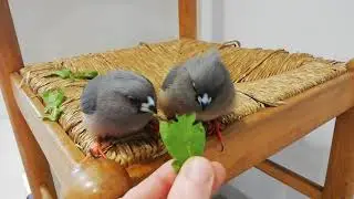 White-Backed Mousebird (Colius colius) eating rocket
