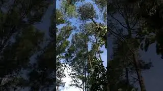 🌲🌲🌲 #aceh #nature