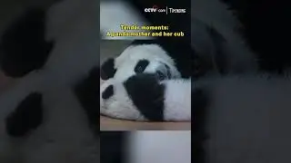 Tender moments: A panda mother and her cub