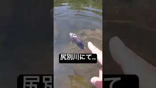 The scene of mass deaths of cherry salmon in the Shiribetsu River #stream fishing #fish #fishing ...