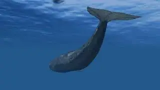 Music & Nature XVI - Whale - Jesse Stewart