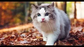 Are Ragdolls Cats intelligent?