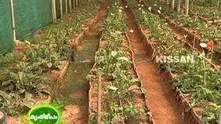 Cultivation practices of Gerbera in a poly house as practised by a farmer at Perinjanam,Thrissur