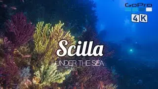SCILLA, CALABRIA, ITALY (4K) | Immersioni subacquee | SCUBA DIVING