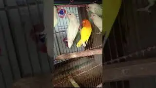 Albaleno  Best Sounds