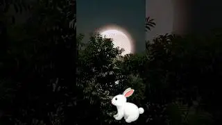 Moon Rabit 🐇🐇🐇 #funny #nature #viral #viralvideo #fyp #viralshorts eco_life #shorts