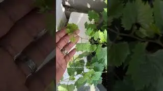 Rootstock Red Master