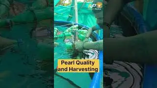 Pearl Harvesting and Pearl Quality testing 🦪pearl farming and training #farming #businessideas #मोती