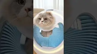 고양이도 혼자 씻는다? 고양이 자동 목욕기 세척기 (Concept) Automatic Body Cleaning Machine for Cats 猫用自動ボディ洗浄機 猫用自动身体清洁机