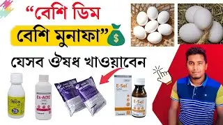 মুরগির ডিম উৎপাদন বাড়ানোর মেডিসিন@Any bd