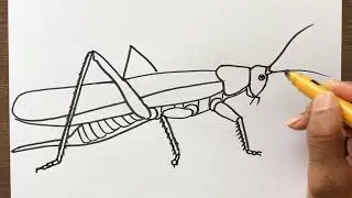 How to Draw a Grasshopper