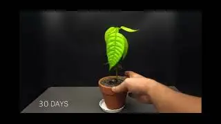 CSC134 COMPUTET AND DATA PROCESSING : PRESENTATION (COCOA TREE PLANTING)