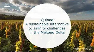 How Quinoa can contribute to a salinity resilient Mekong Delta