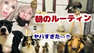 動物28匹&子供のいる朝のルーティンがヤバすぎた‼︎