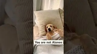 You are not Alone..!! #puffpuff #funny#cute#retriever#shortsvideo#youtubeshorts#love#doglover#puppy
