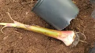 ITD; Dwarf Super plantain! A must grow banana!