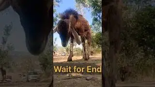 Goat attack on my Mobile 😳😂 #shorts #youtubeshorts  #shortvideo #goat #mobile #attack