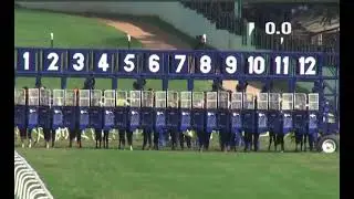CHISOX HORSE L Alex Rozario UP WINS The Mahi Plate Div-2