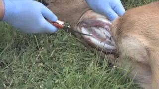 Removing the Anal tract and Bladder from Roe Deer