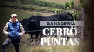 Ganadería Cerro Puntas, preparación del ganado días antes de estar en una plaza.