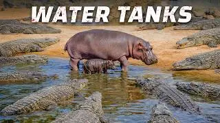 Why Hippos Kill More People Than Lions