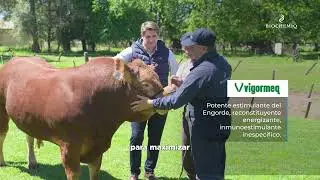 Vigormeq: mayor engorde, más fertilidad y rápida recuperación