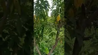 #cotton#planttree #videoshorts